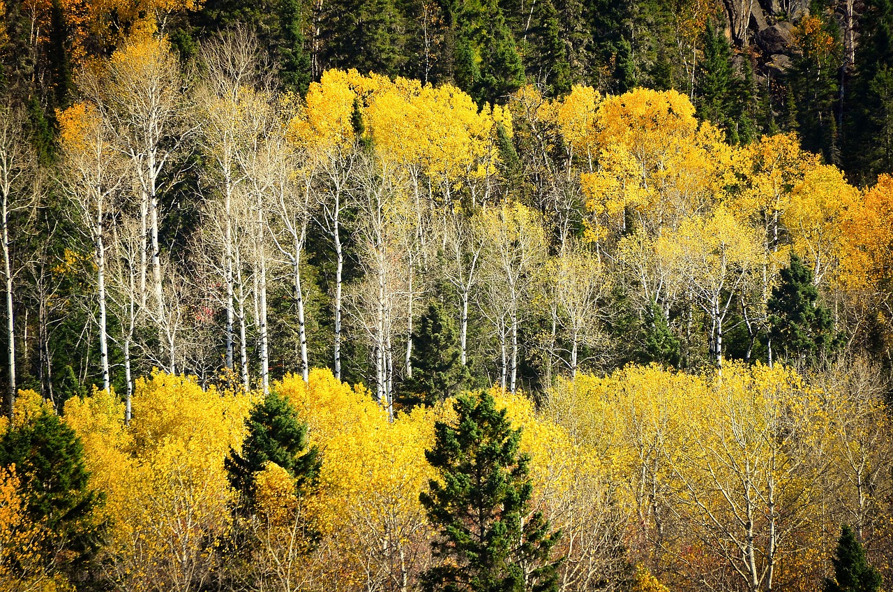 How Biodiversity Supports a Healthy Ecosystem